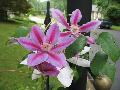 Nelly Moser Clematis / Clematis 